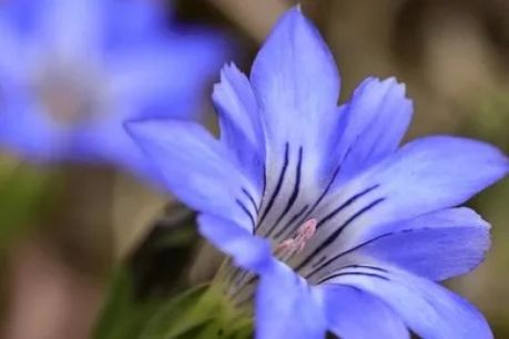 植物百科 | 高山“蓝精灵”龙胆，敏肌的抗炎维稳大师